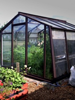 A red cedar greenhouse glazed with a range of salvaged plastic sheets sourced across the allotment community